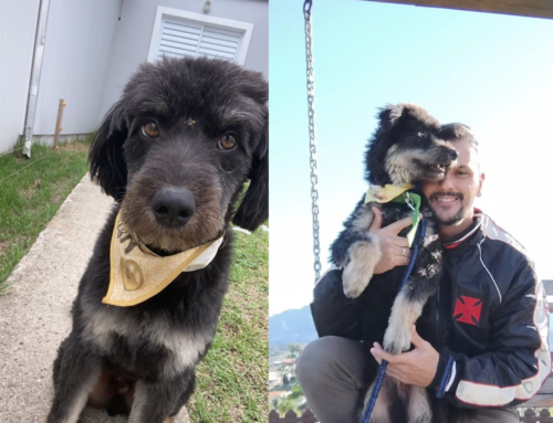 Cachorro desaparece entre Cocal do Sul e Criciúma e mobiliza família