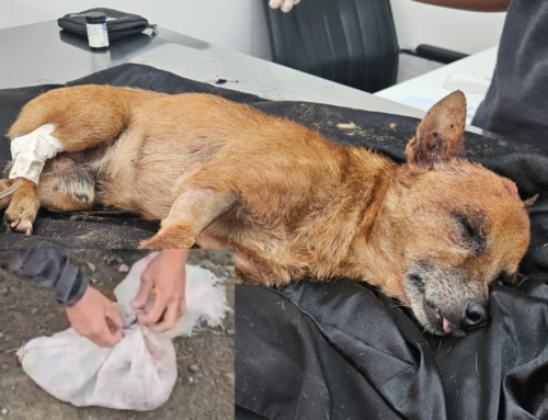 Cão é encontrado gravemente ferido dentro de saco no Iparque, em Criciúma