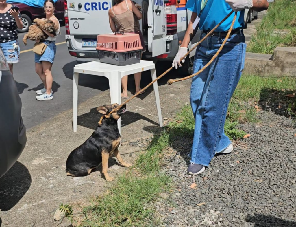 Operação retira animais de residência com acúmulo no bairro Pinheirinho, em Criciúma