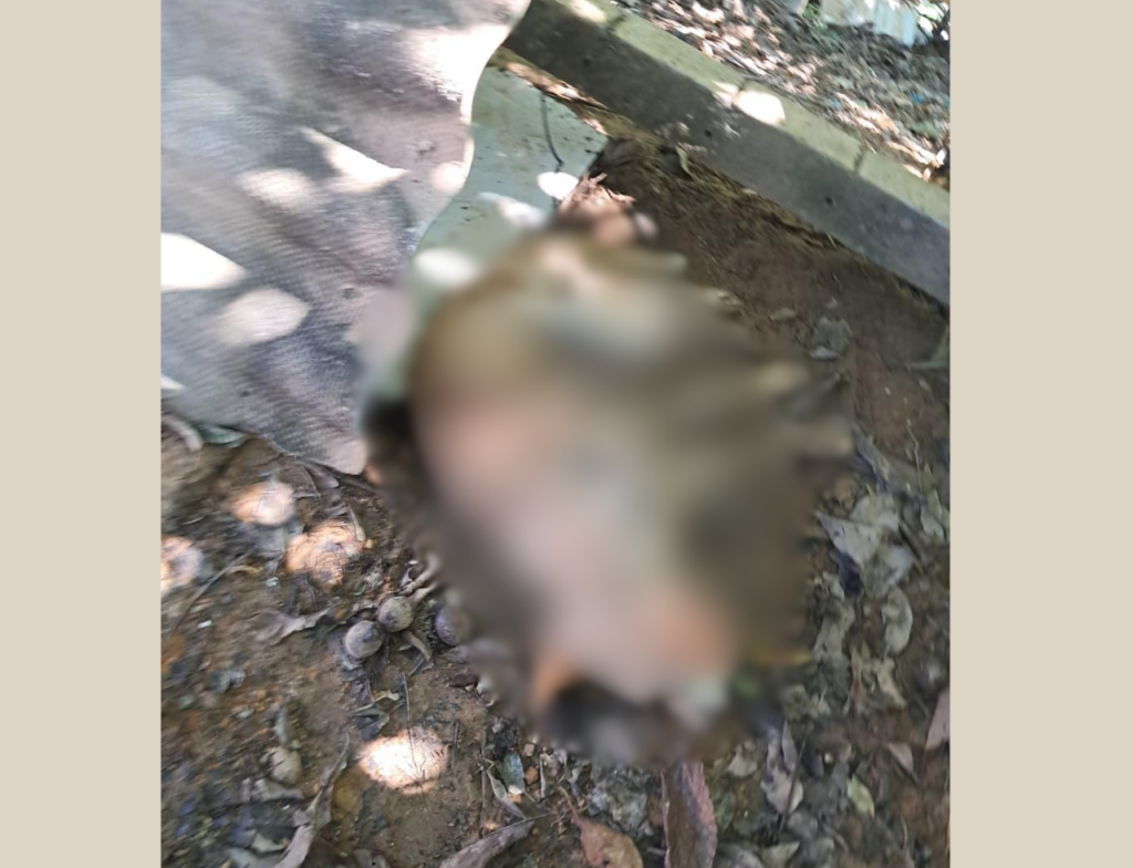 Cão é morre por maus-tratos em Orleans; tutor é preso após denúncia no bairro Rio Belo