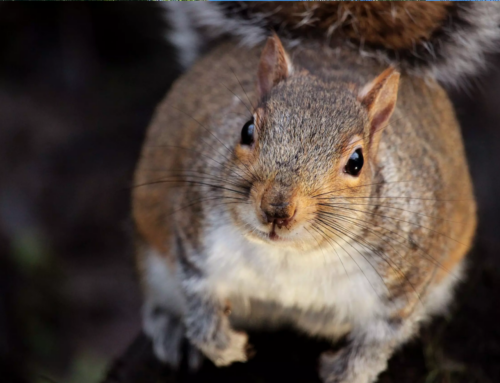 Biólogo alerta para presença rara de esquilo e avanço dos atropelamentos no Sul de SC