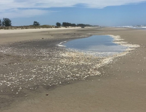 Mortandade de mariscos é registrada em praia de Balneário Gaivota