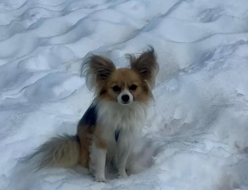 Cachorro ajuda a salvar dono após queda em geleira na Suíça