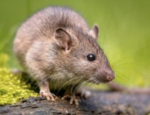 Leptospirose preocupa autoridades após alagamentos em Criciúma