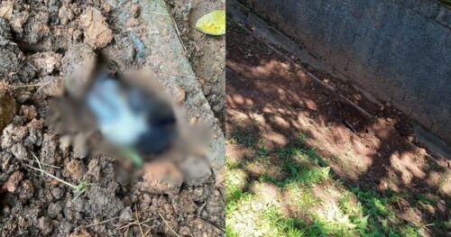 Operação busca elucidar caso de cachorra prenha enterrada viva em Joinville