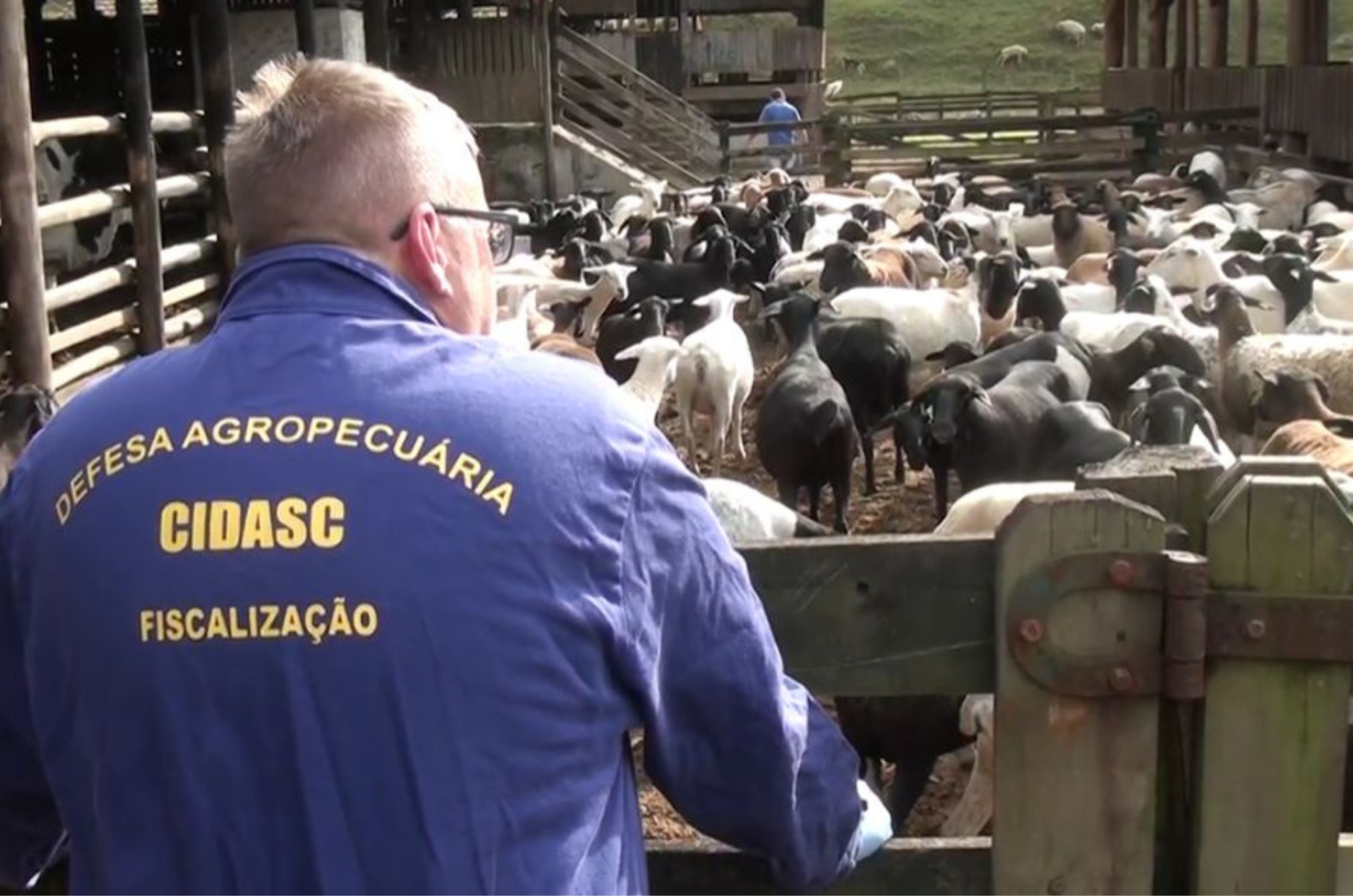 Agronegócio de Santa Catarina bate recordes e impulsiona economia