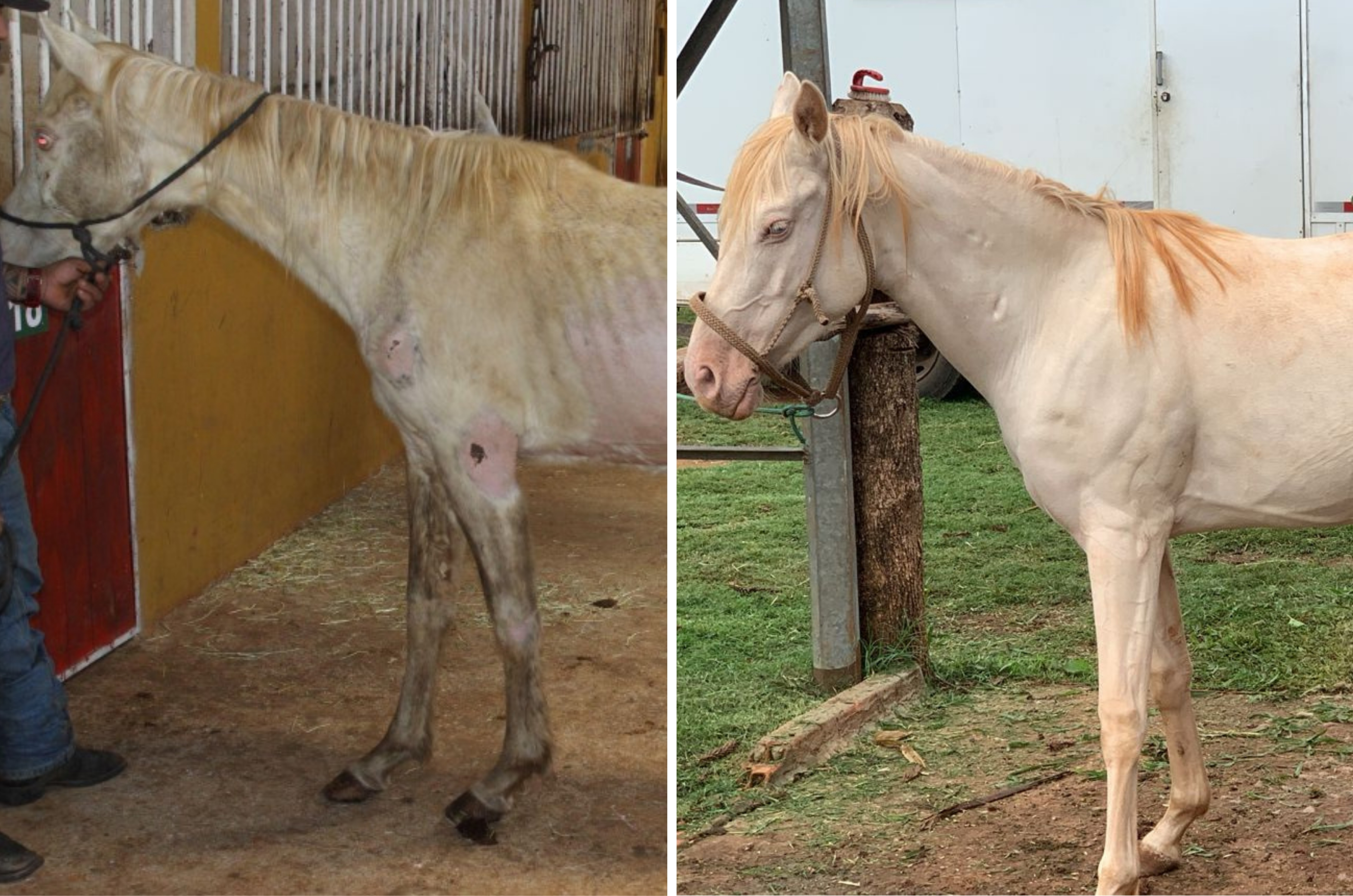 Dono de haras em Xanxerê pagará R$ 150 mil por maus-tratos