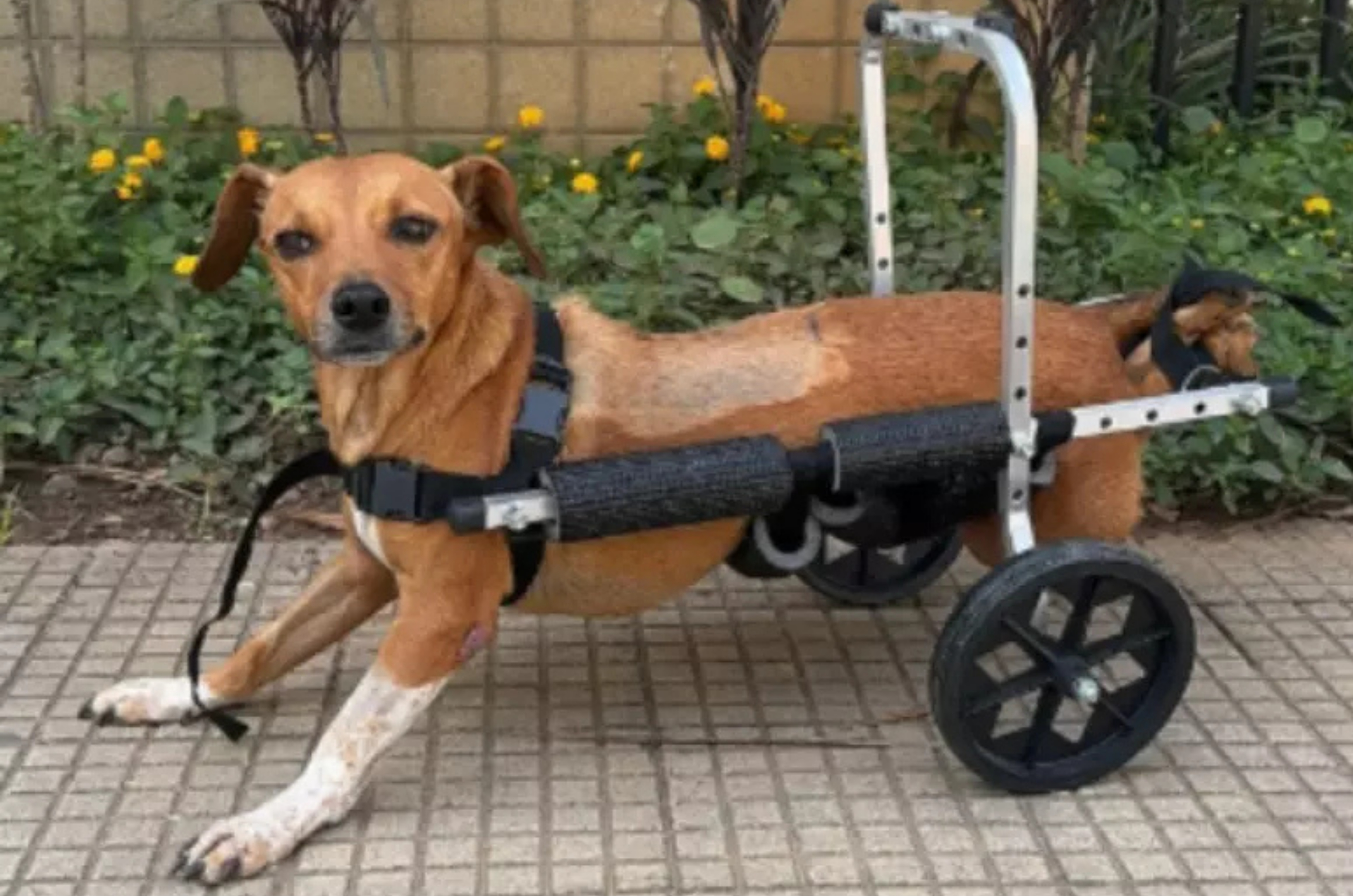 Cadela paraplégica é resgatada pela polícia durante enchentes em MG