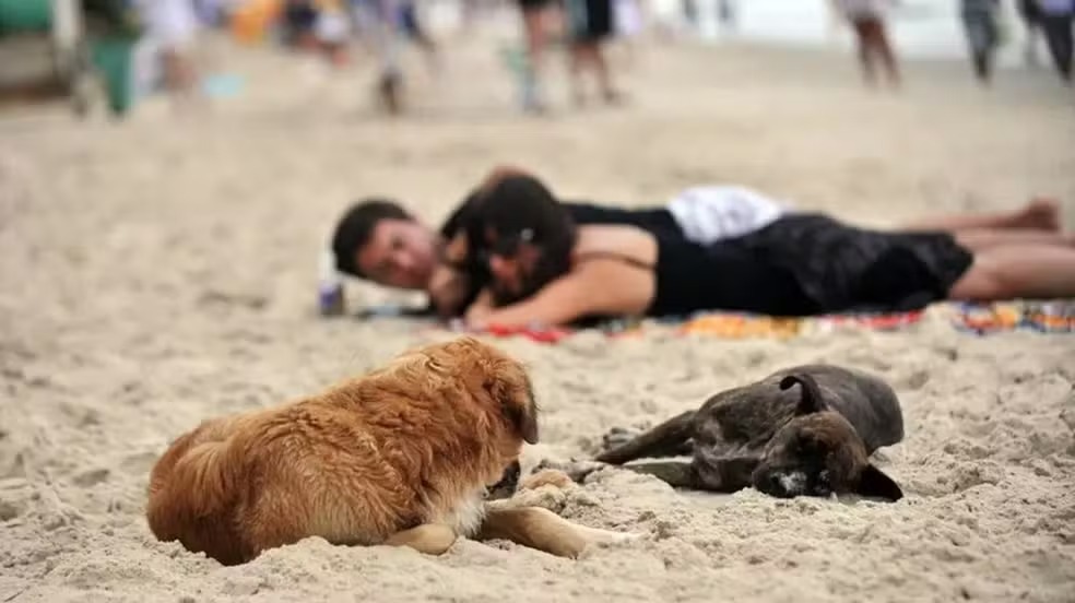 Cães passam a ter acesso restrito a praias de Florianópolis