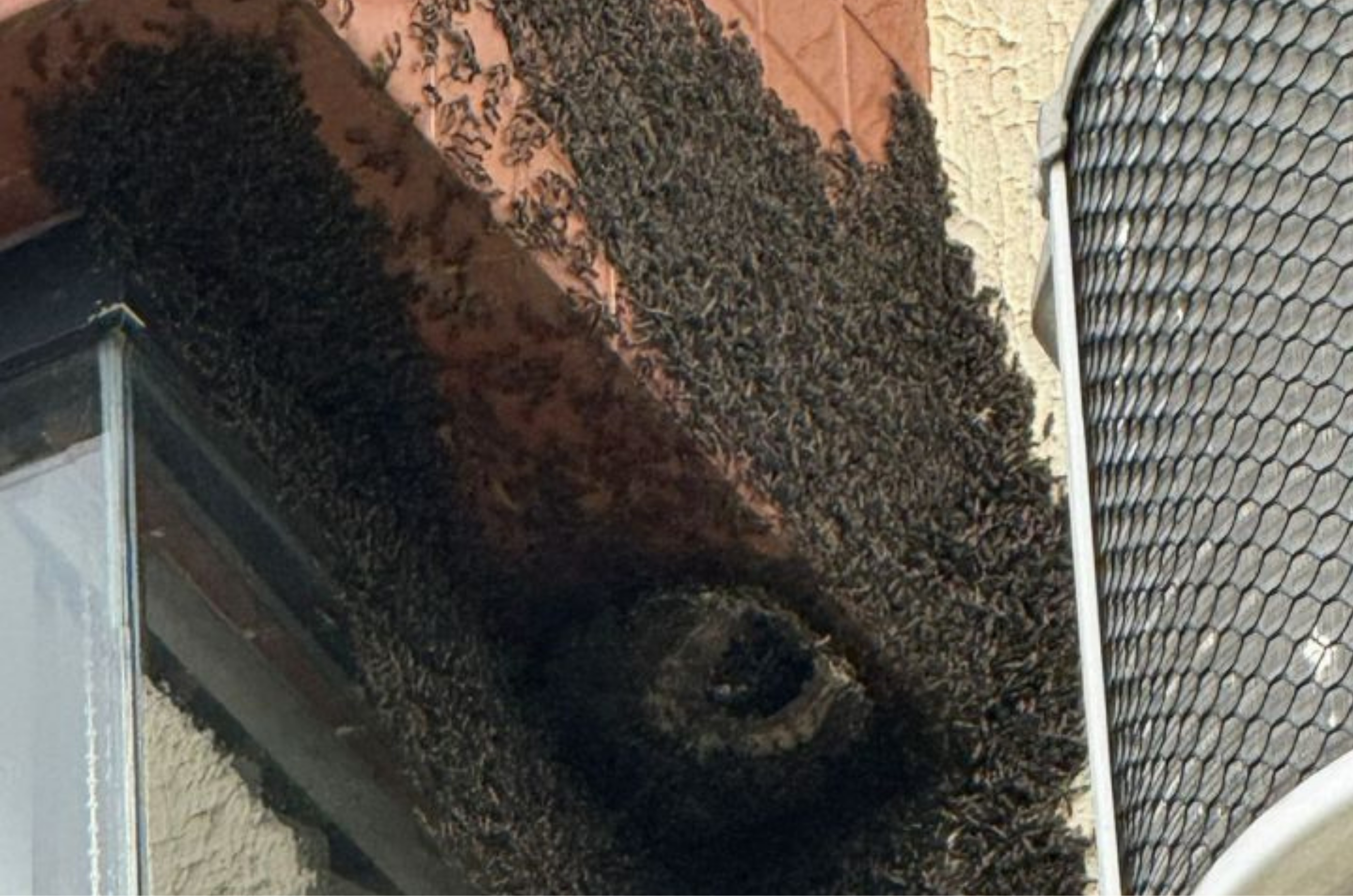 Calor eleva ocorrências com vespas e abelhas em Santa Catarina