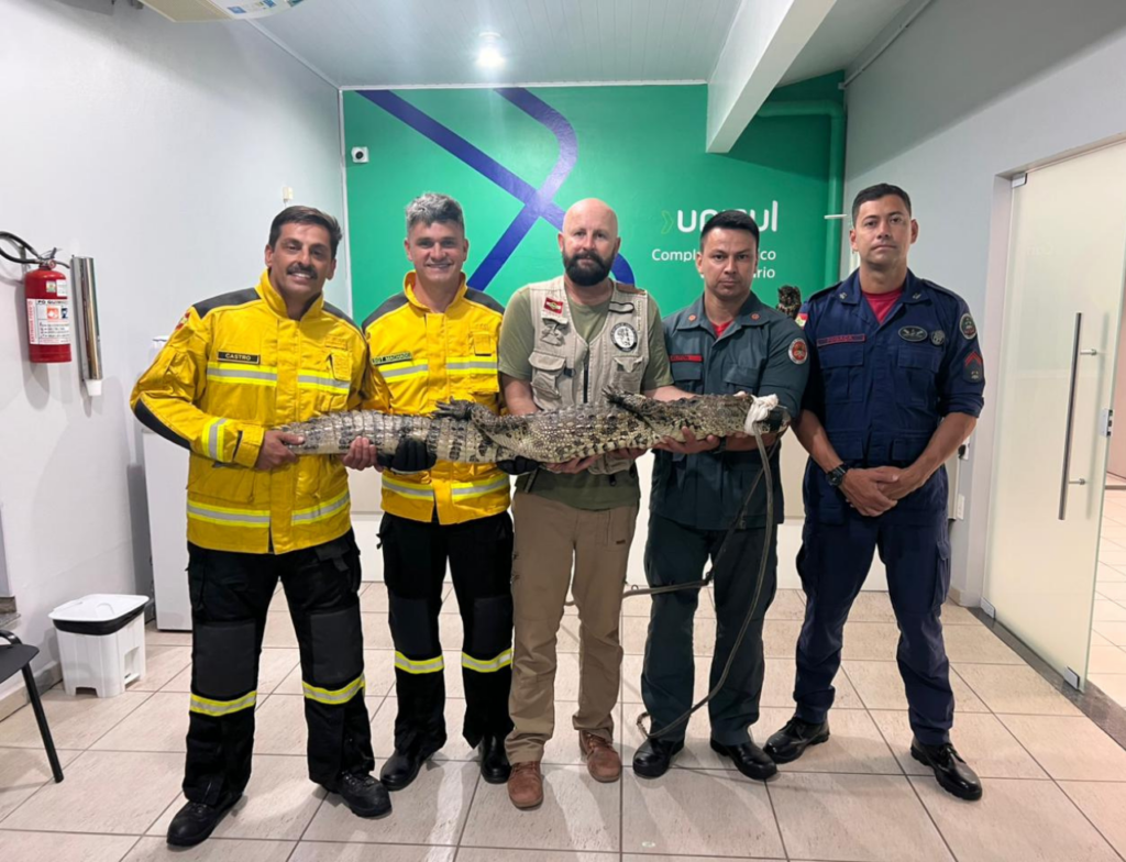Bombeiros resgatam jacaré atropelado na estrada de Congonhas, em Tubarão