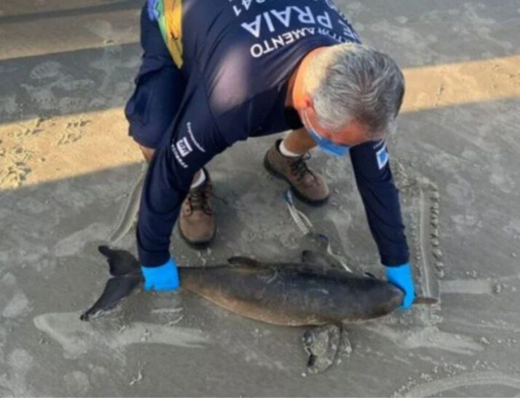 Filhotes de toninha são encontrados mortos em praias de Laguna