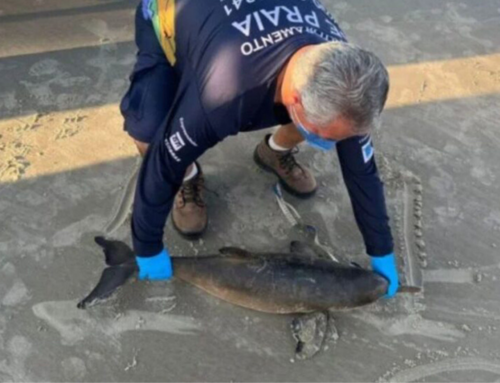 Filhotes de toninha são encontrados mortos em praias de Laguna