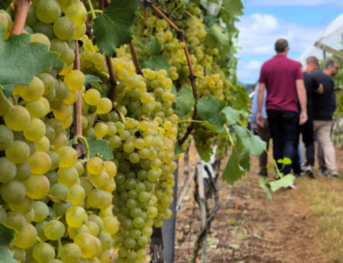 Epagri apresenta vinhos finos com uvas resistentes e aposta em inovação no setor