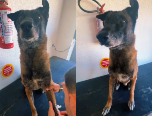 PM de Tubarão reforça saúde de cães policiais em parceria com Unisul