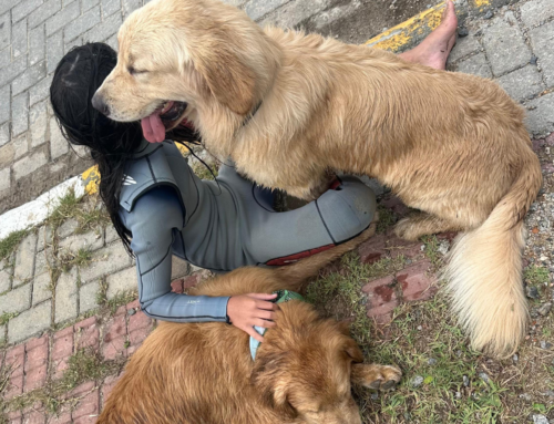 Guarda-vidas resgatam dois cães em afogamento na Barra da Ibiraquera