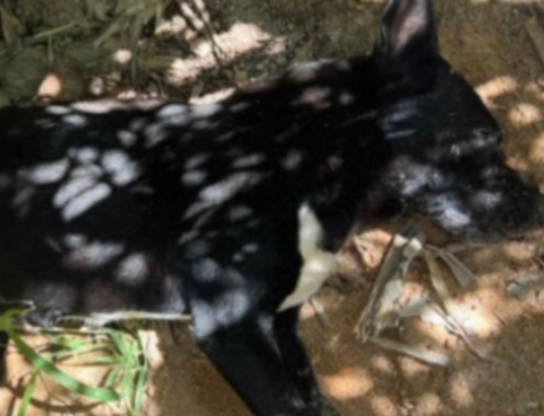 Dois cães morrem e um fica ferido em abrigo; caso é investigado em SC