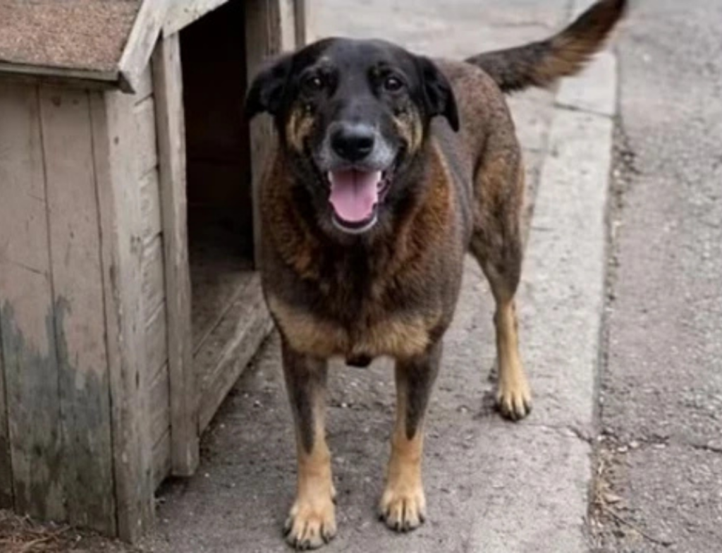 Caso do cão Orelha reacende debate sobre crueldade juvenil em Santa Catarina