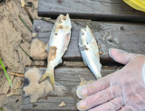 Mortandade de peixes é registrada na Lagoa do Meio, na Praia do Rosa