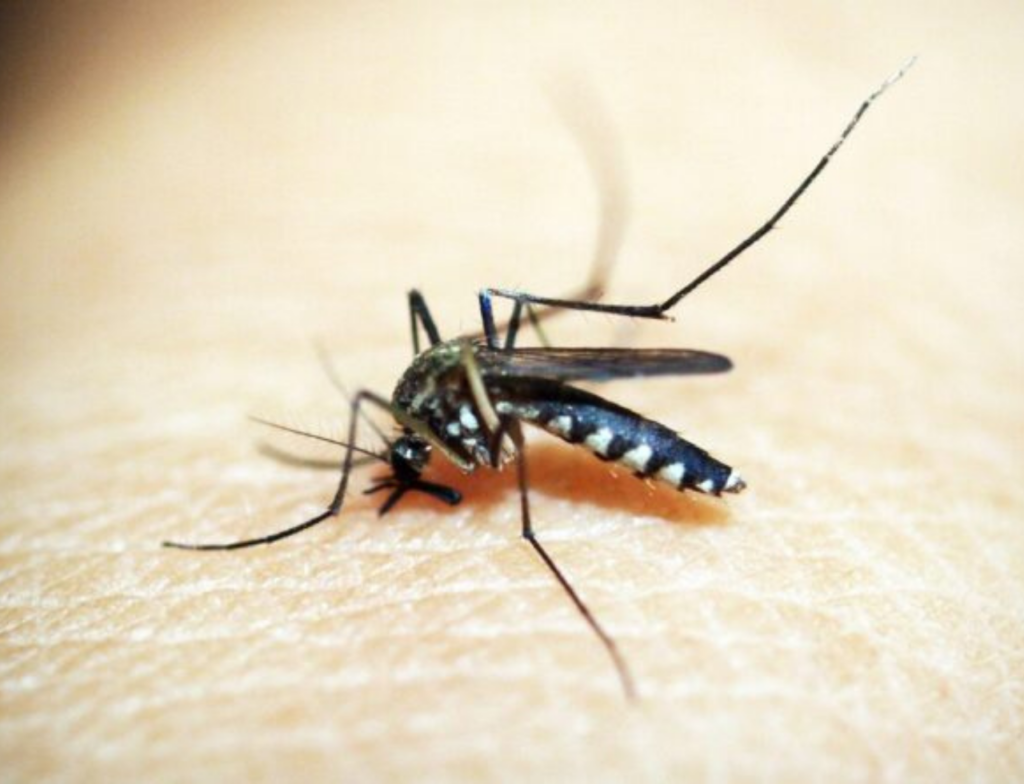 Tubarão registra aumento de focos da dengue e confirma 1º caso local