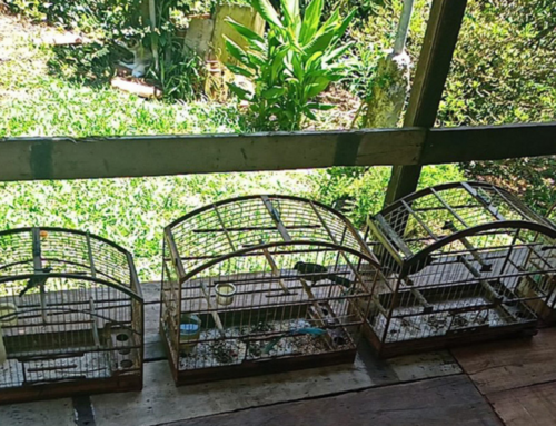 Polícia Ambiental resgata oito aves mantidas em cativeiro em Tubarão