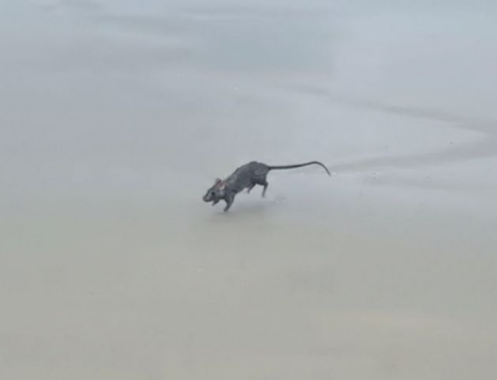 Rato é flagrado nadando em praia de Garopaba