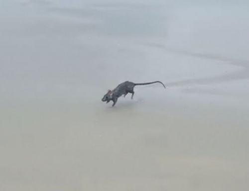 Rato é flagrado nadando em praia de Garopaba