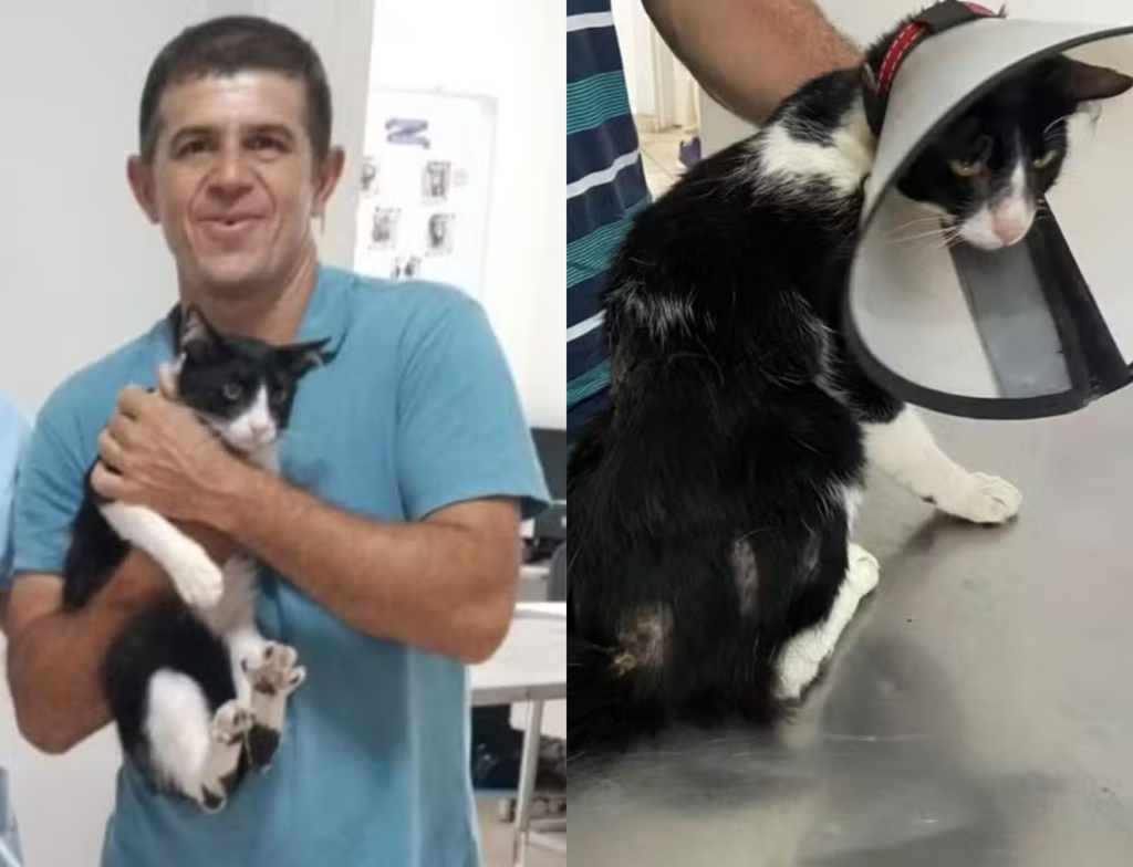 Gato transmite esporotricose ao tutor e ambos se curam após tratamento no litoral de SP