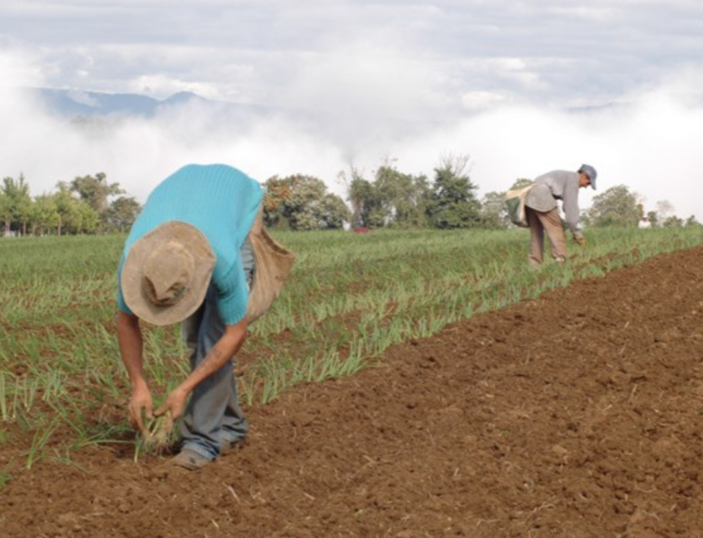 Crise da cebola leva Alesc a propor audiência pública em Santa Catarina