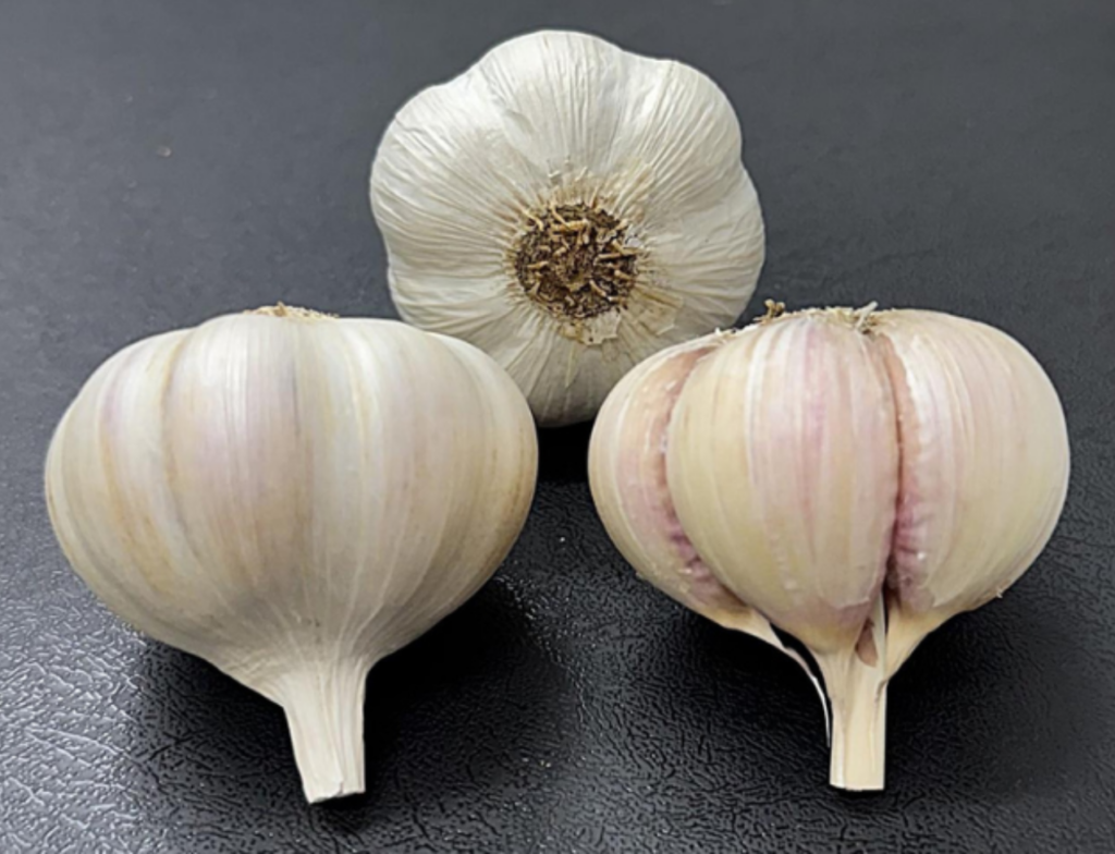 Novo alho desenvolvido em Santa Catarina promete ampliar cultivo em regiões mais quentes