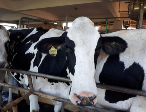 Tubarão cria programa para combater brucelose e tuberculose