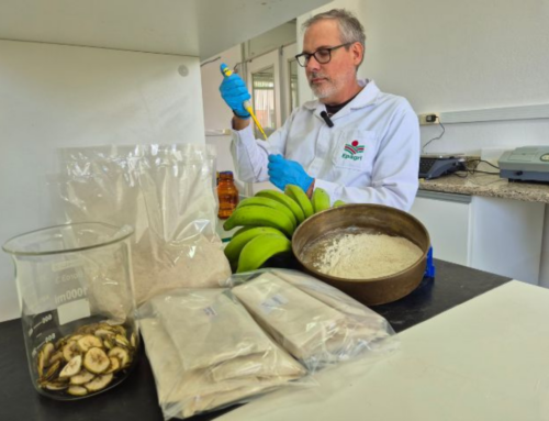 Epagri avalia teor de amido resistente em bananas de Santa Catarina