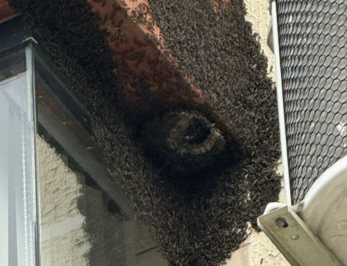 Enxames de vespas lideram chamados no Carnaval em SC