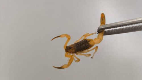 Escorpião-amarelo é capturado em Tijucas e acende alerta