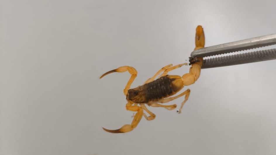 Escorpião-amarelo é capturado em Tijucas e acende alerta