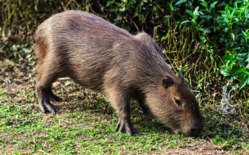 Estudo da UFSC aponta baixo risco de febre maculosa em Florianópolis