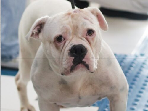 Florianópolis registra 120 denúncias de maus-tratos a animais em janeiro