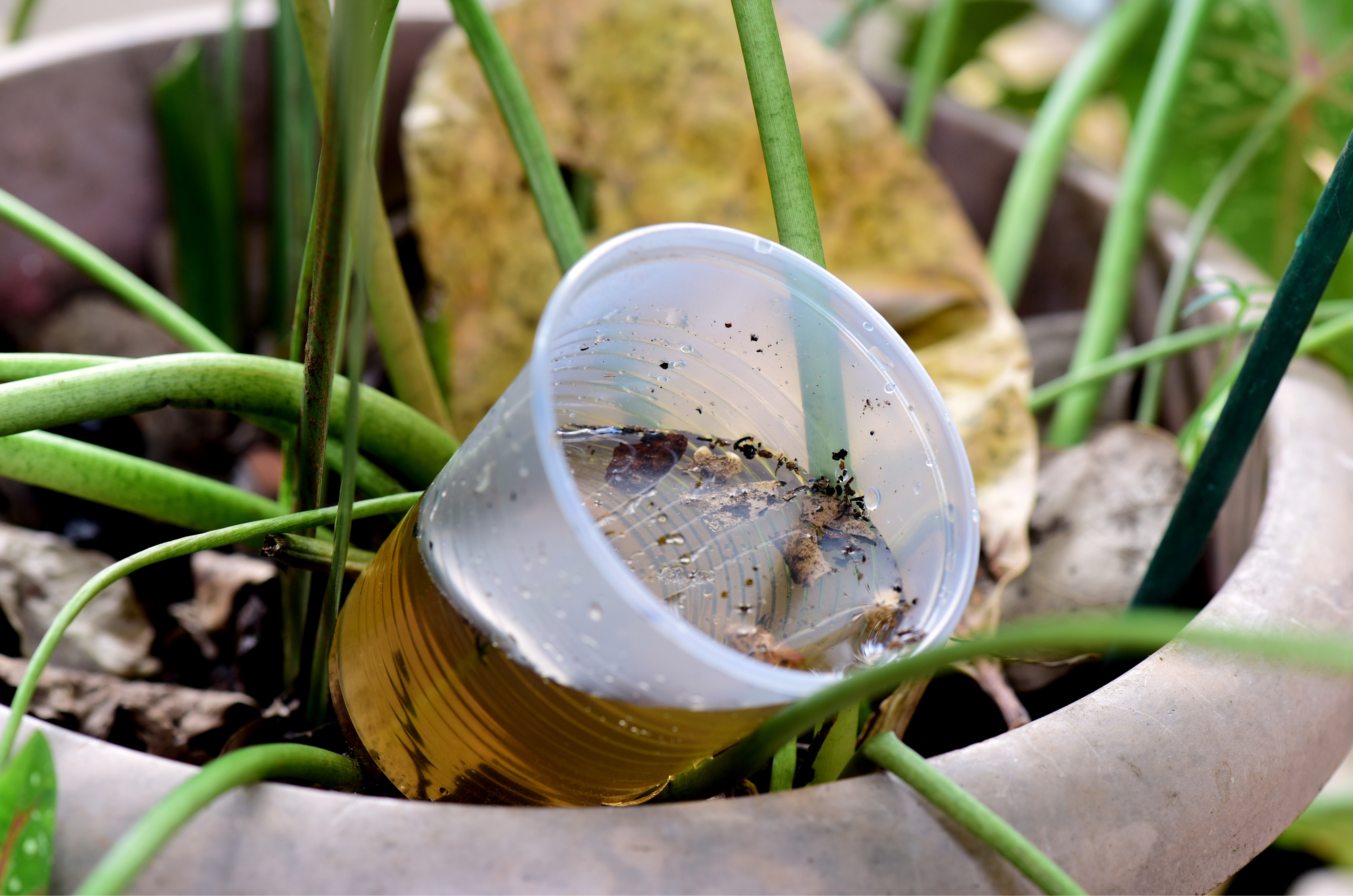 Força-tarefa reforça ações contra a dengue em Gravatal a partir desta semana