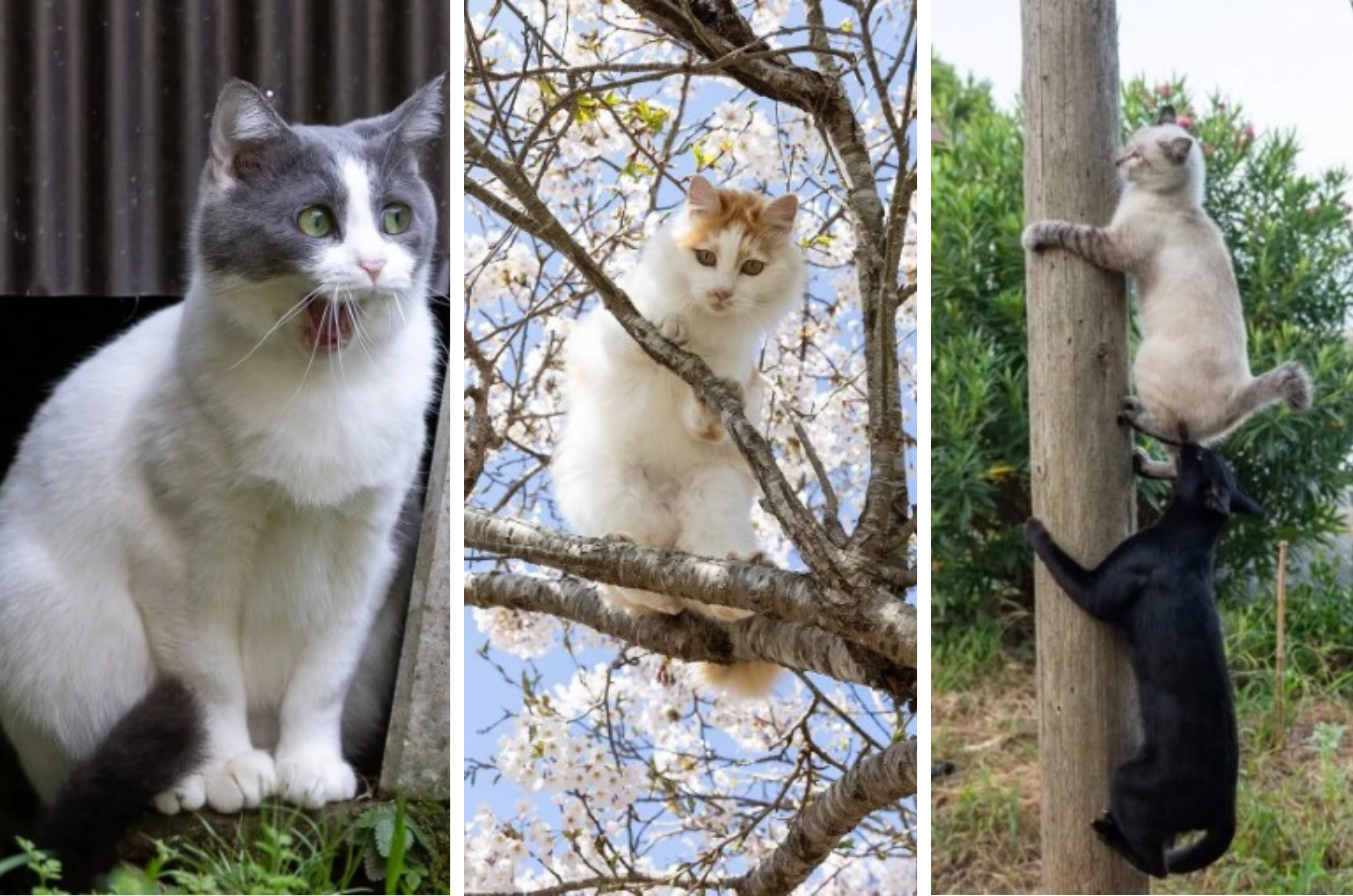 Fotógrafo japonês transforma gatos de rua em arte urbana