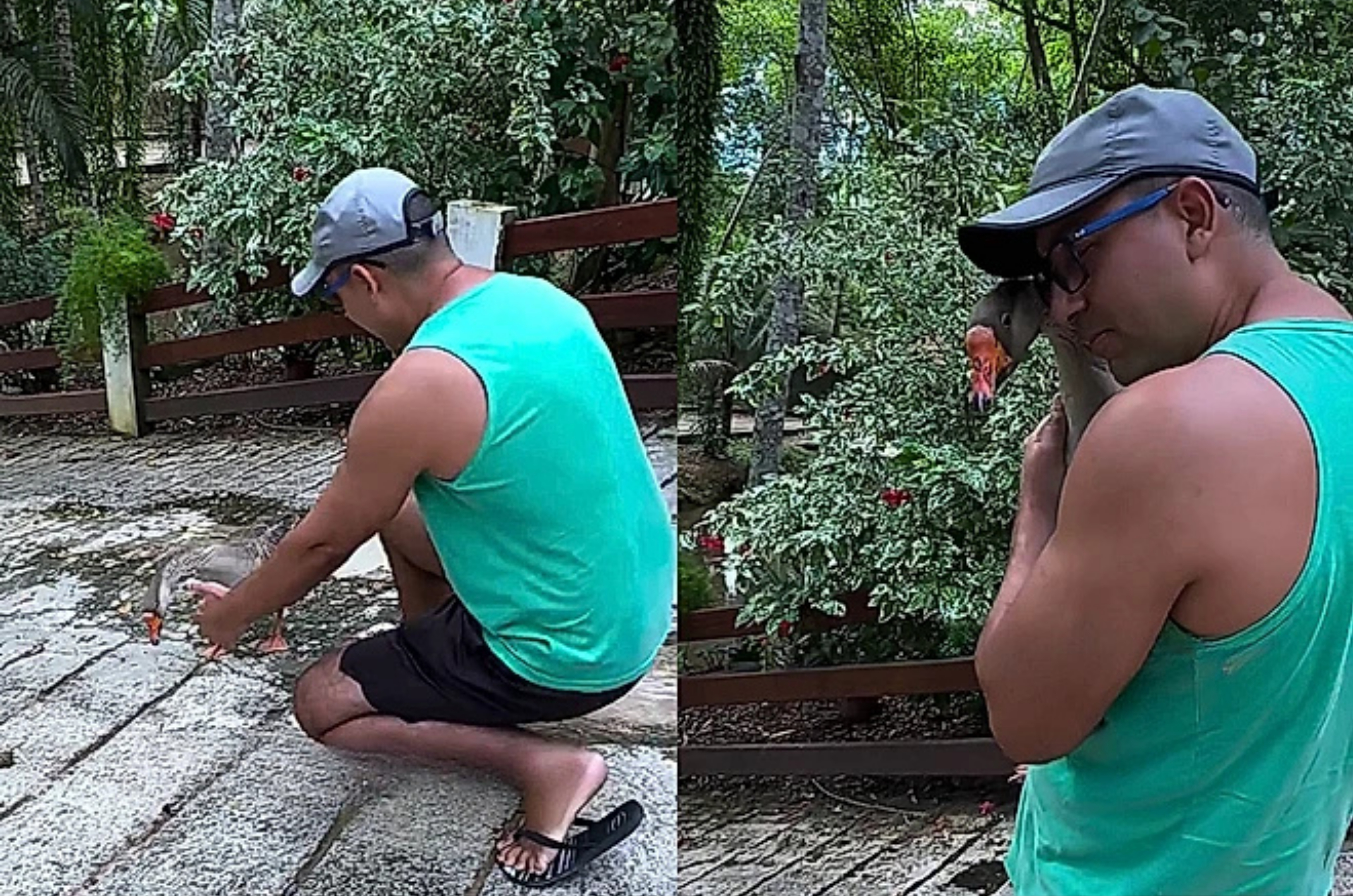 VÍDEO: Ganso atravessa chácara para abraçar tutor e viraliza