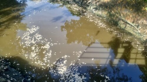 IMA aponta hipóteses para peixes mortos em rio de Palhoça