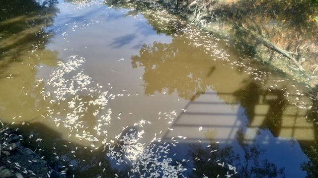 IMA aponta hipóteses para peixes mortos em rio de Palhoça