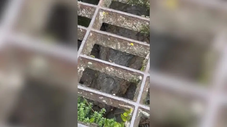 Jacaré é encontrado dentro de bueiro em Florianópolis