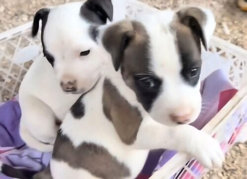 Justiça manda apreender filhotes de pit bull vendidos ilegalmente em SC