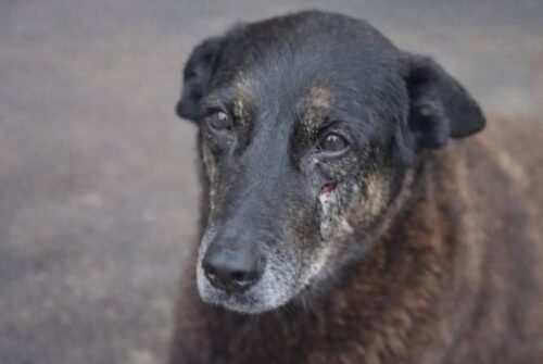 MPSC pede novo depoimento de porteiro em caso da morte do cão Orelha