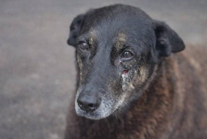 MPSC pede novo depoimento de porteiro em caso da morte do cão Orelha