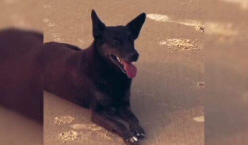 Mãe nega ocultação de provas em caso de adolescente suspeito de matar o cão Orelha