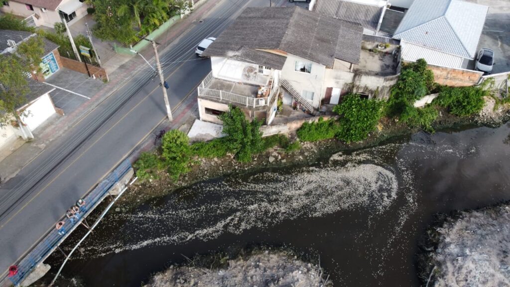 Milhares de peixes são encontrados mortos no Rio Imaruim, em Palhoça