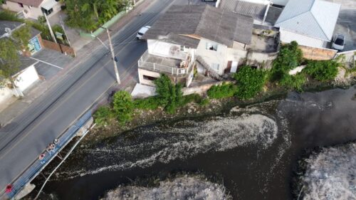 Milhares de peixes são encontrados mortos no Rio Imaruim, em Palhoça