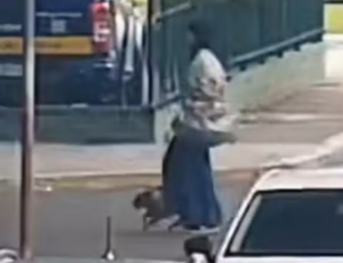 Mulher é indiciada por abandonar cadela em rodoviária de Florianópolis